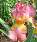 Iris - Vilkdalgis - Švelnumas